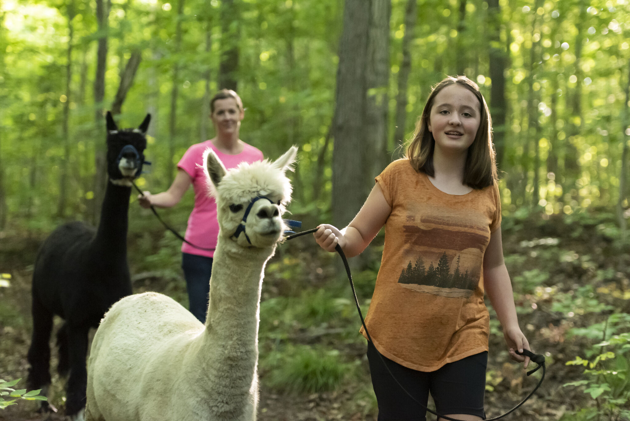 Family walking with alpacas
