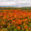 Things to do this Fall in Orillia & Lake Country