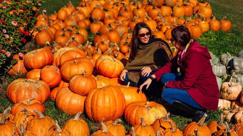 Pumpkin Picking