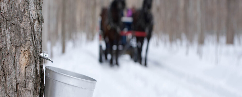 Maple Tours and Winter Fun in Orillia & Lake Country