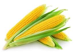 JOHNSTONE’S SWEET CORN