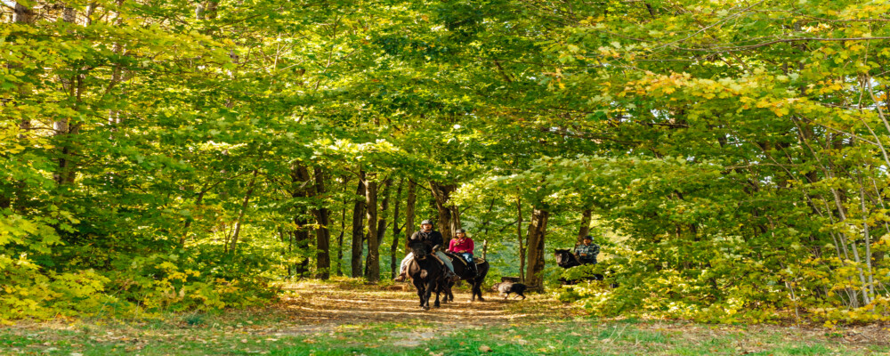 Tourism Spotlight: Horseback Riding & Stargazer Domes: Visiting Glen Oro Farm