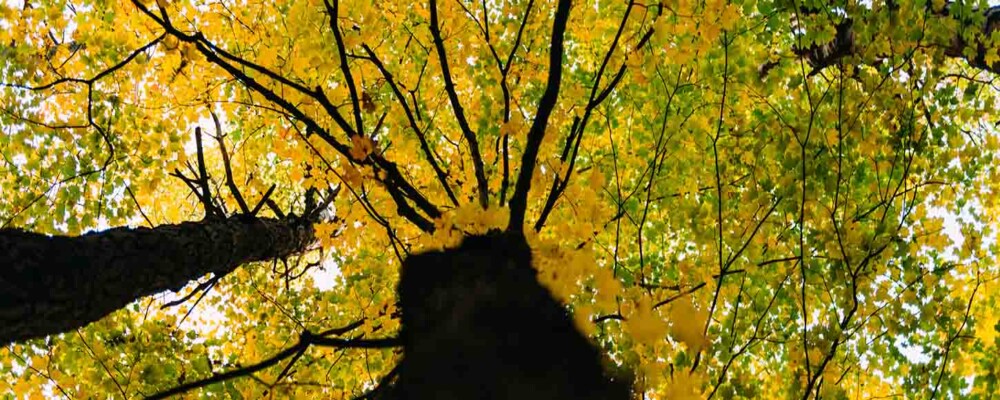 Fall Tours in Orillia & Lake Country