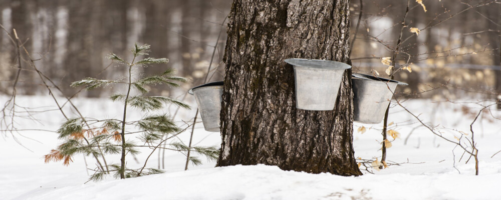 Indigenous Perspective: The Importance of Sweetwater