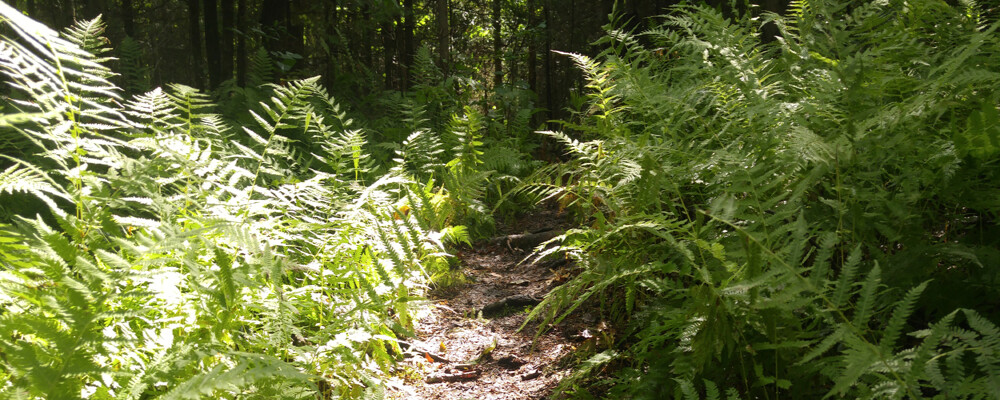 A Walk In The Woods
