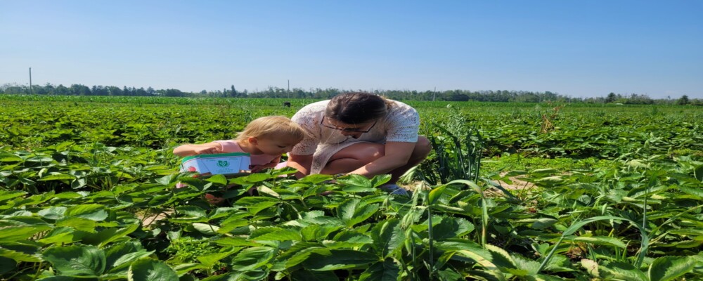 Fields & Flavours: A Self-Guided Farm Tour of Orillia & Lake Country — Farm Stands, Markets & Local Experiences